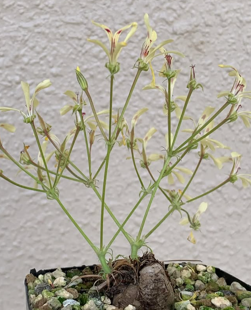 Pelargonium 'Filicifolium' 3 Pieces Seeds