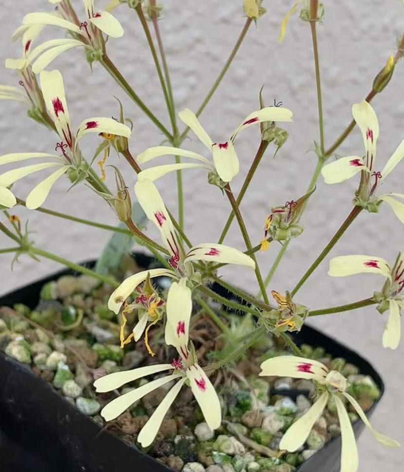 Pelargonium 'Filicifolium' 3 Pieces Seeds