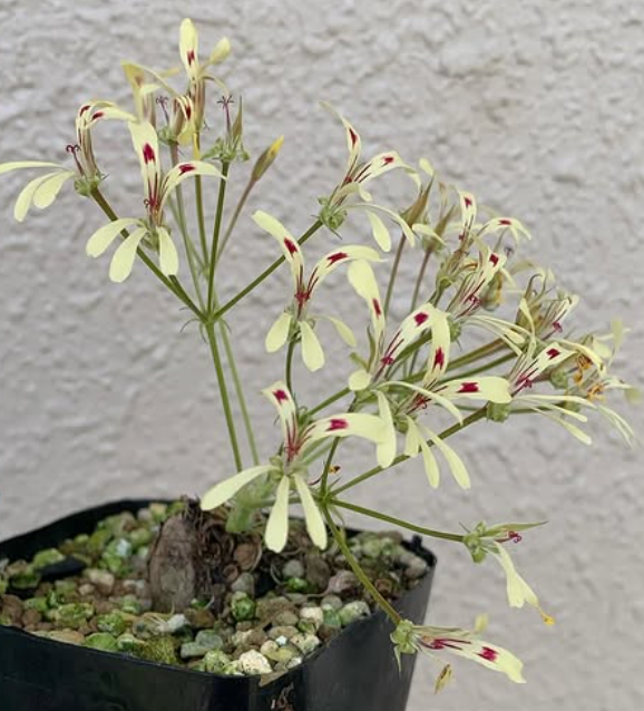 Pelargonium 'Filicifolium' 3 Pieces Seeds