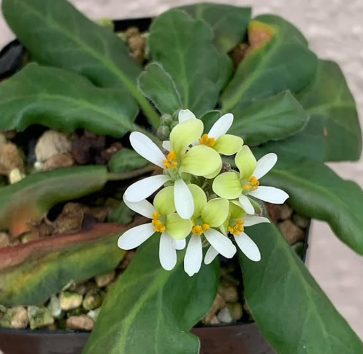 Pelargonium ochroleucum 3 Pieces Seeds