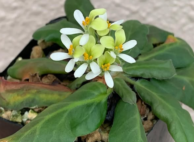 Pelargonium ochroleucum 3 Pieces Seeds