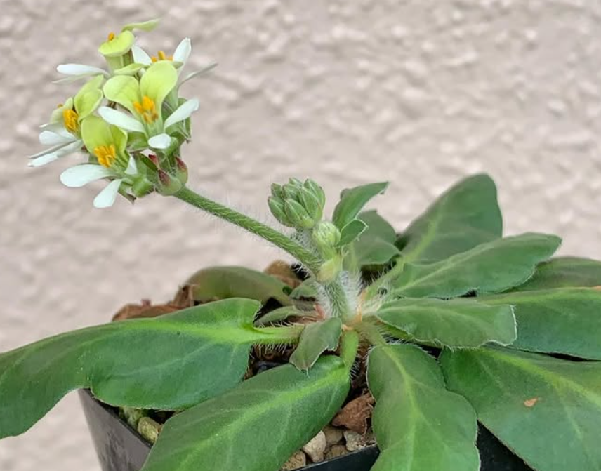 Pelargonium ochroleucum 3 Pieces Seeds