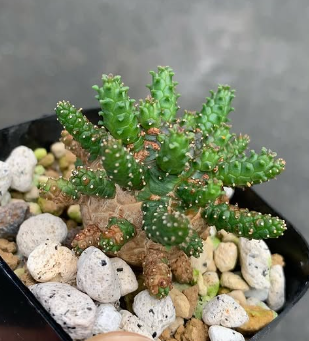 Euphorbia brevirama 8 Pieces Seeds