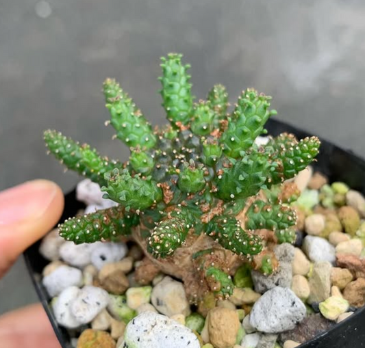 Euphorbia brevirama 8 Pieces Seeds