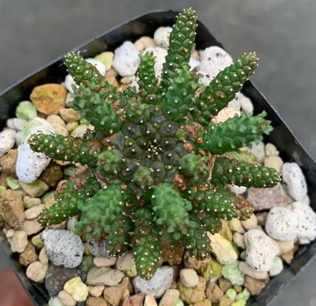 Euphorbia brevirama 8 Pieces Seeds