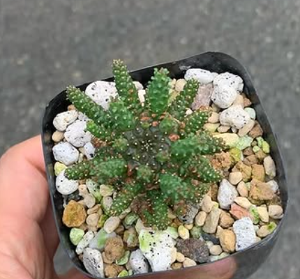 Euphorbia brevirama 8 Pieces Seeds