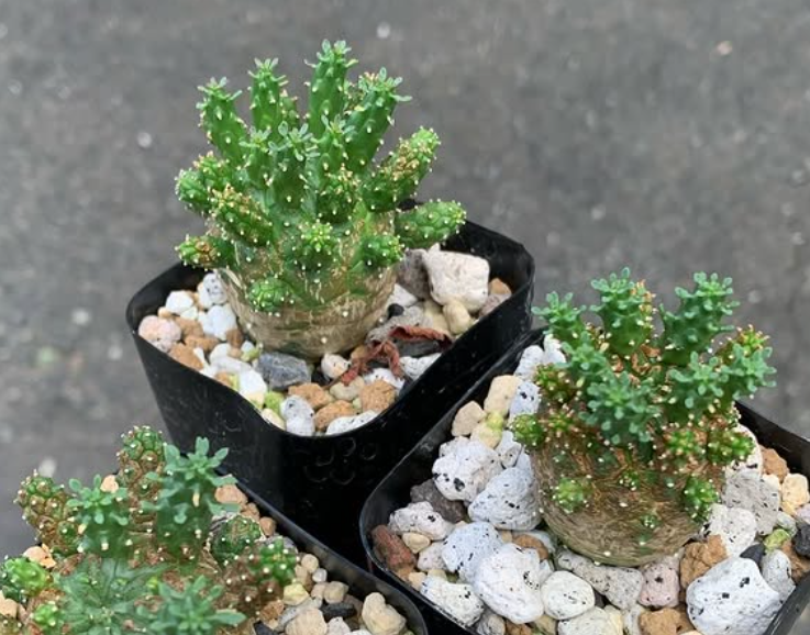 Euphorbia gamkensis 10 Pieces Seeds