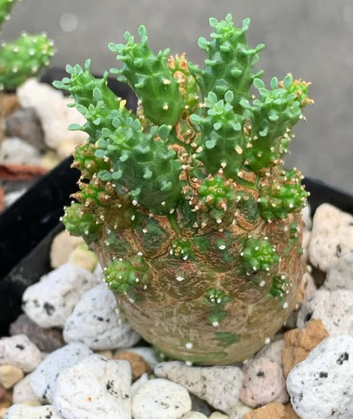 Euphorbia gamkensis 10 Pieces Seeds