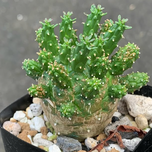 Euphorbia gamkensis 10 Pieces Seeds