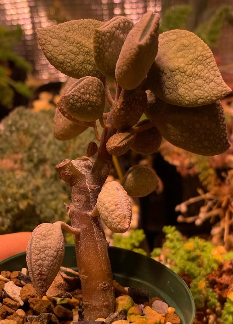 Peperomia hutchisonii 10 Pieces Seeds