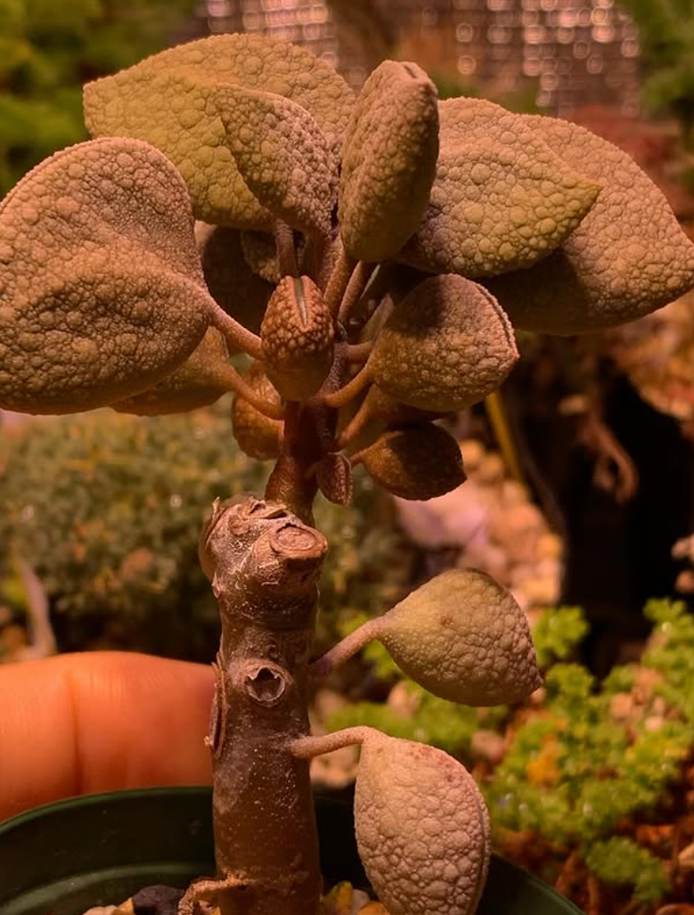 Peperomia hutchisonii 10 Pieces Seeds