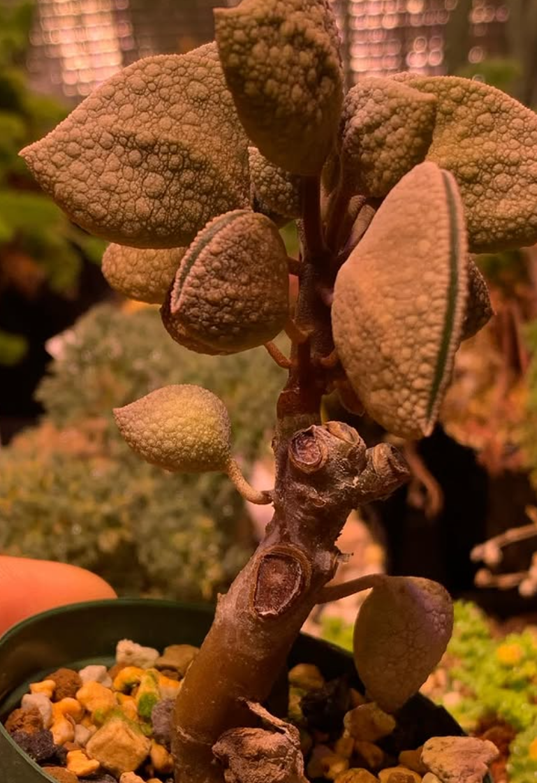 Peperomia hutchisonii 10 Pieces Seeds