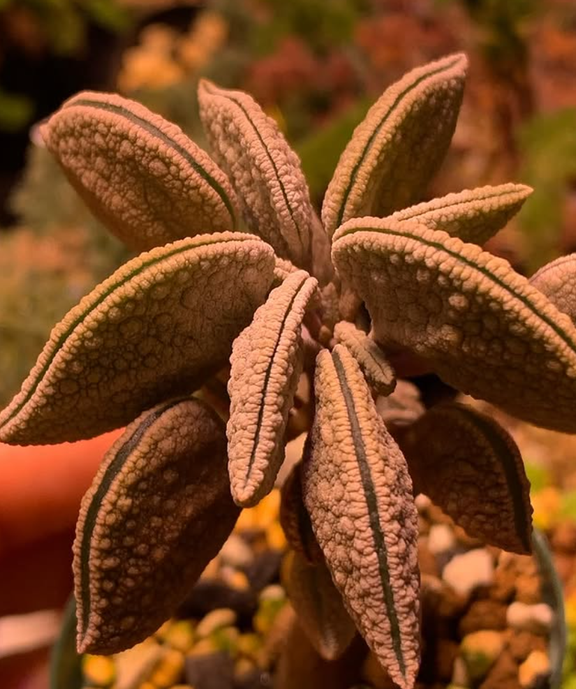 Peperomia hutchisonii 10 Pieces Seeds