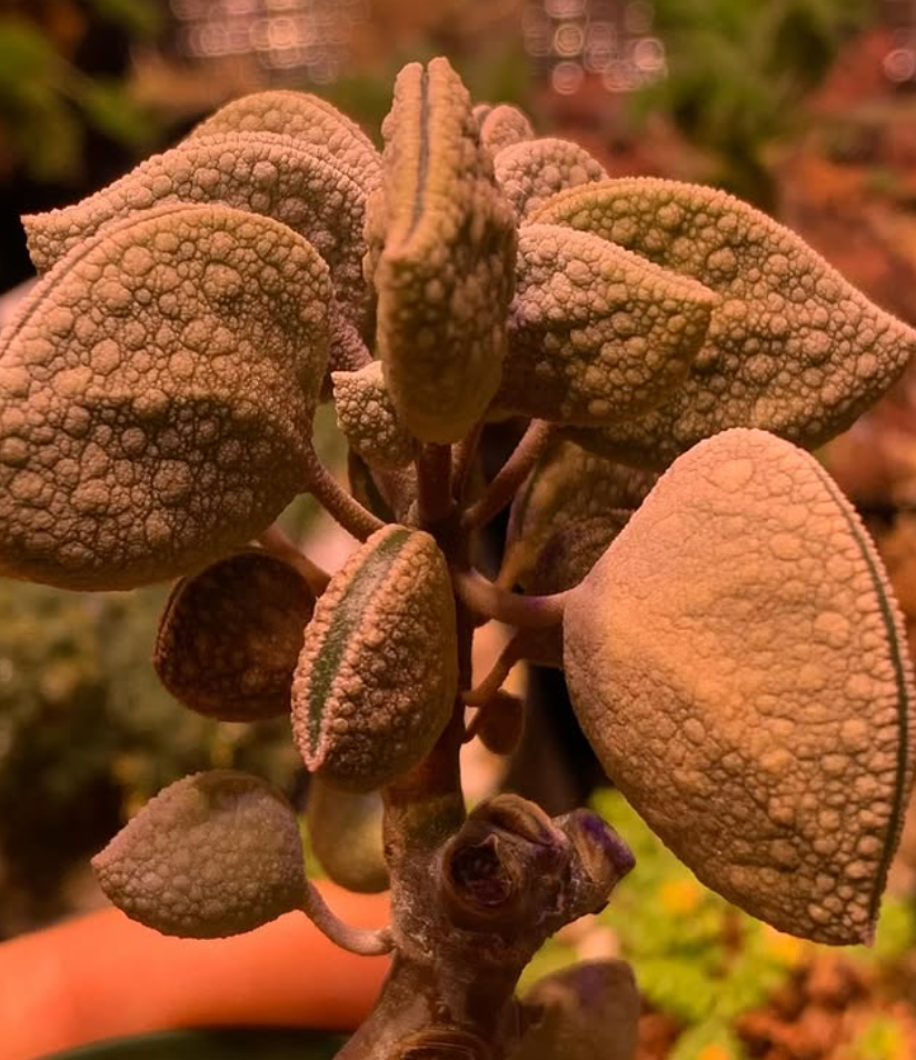 Peperomia hutchisonii 10 Pieces Seeds