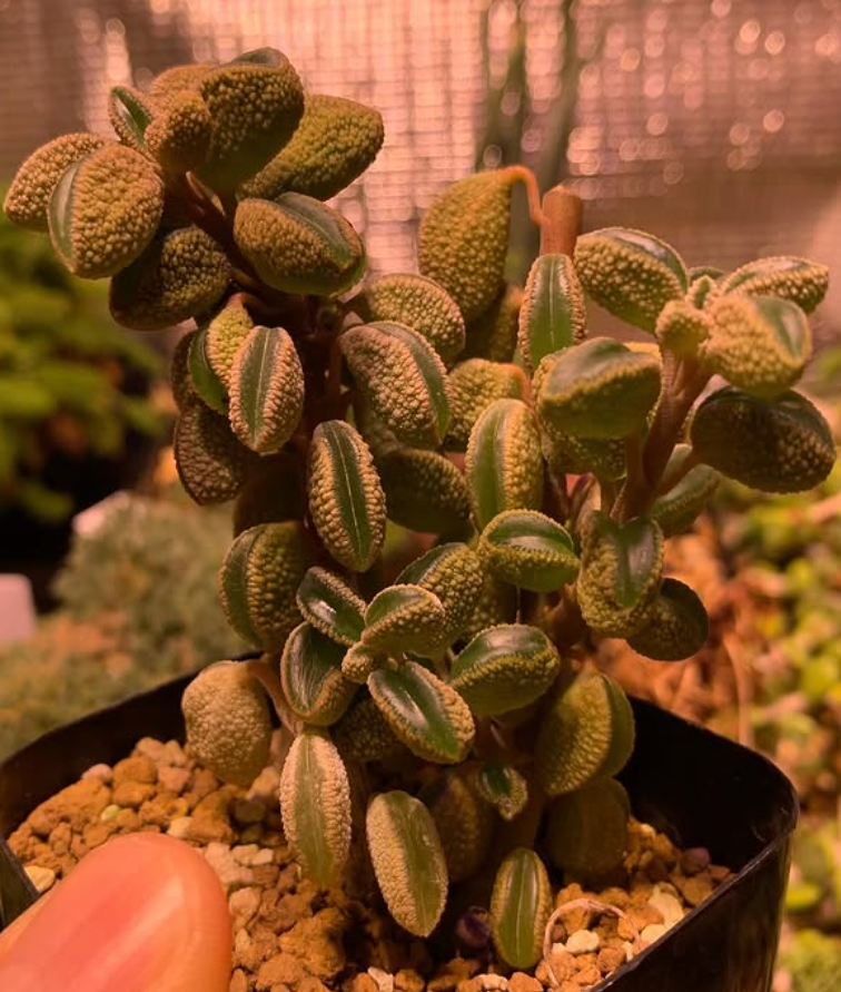 Peperomia maijeri 10 Pieces Seeds