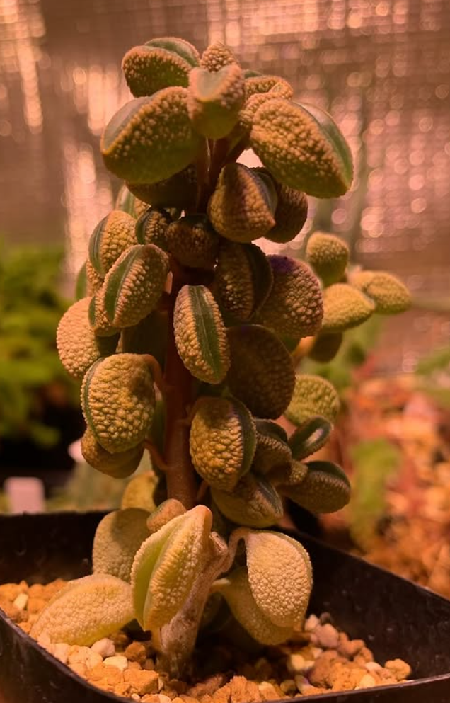 Peperomia maijeri 10 Pieces Seeds