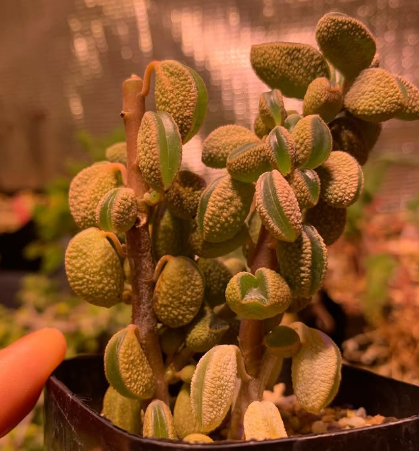 Peperomia maijeri 10 Pieces Seeds