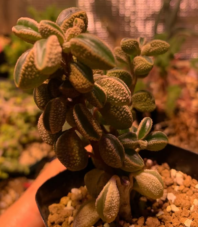 Peperomia maijeri 10 Pieces Seeds