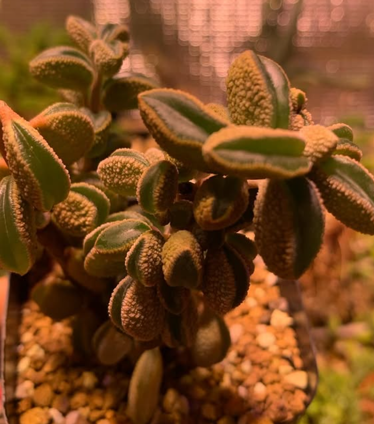 Peperomia maijeri 10 Pieces Seeds