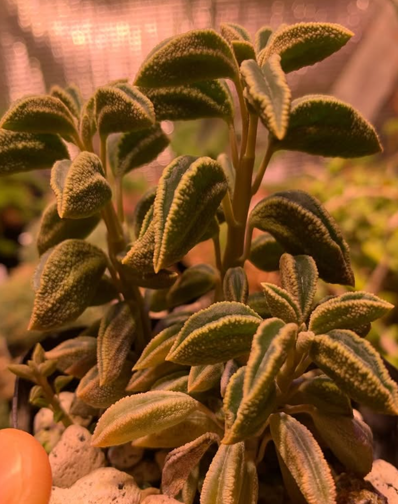 Peperomia sp. nov. WA 670 10 Pieces Seeds