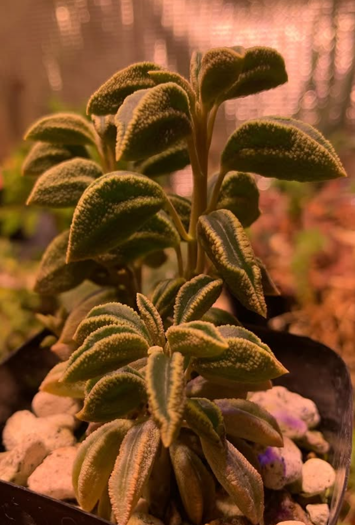 Peperomia sp. nov. WA 670 10 Pieces Seeds