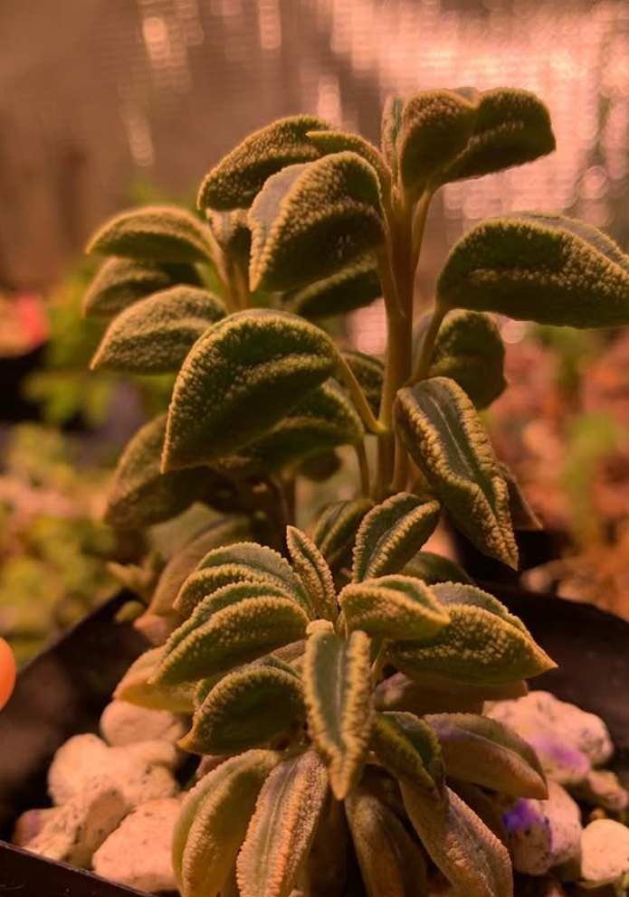 Peperomia sp. nov. WA 670 10 Pieces Seeds