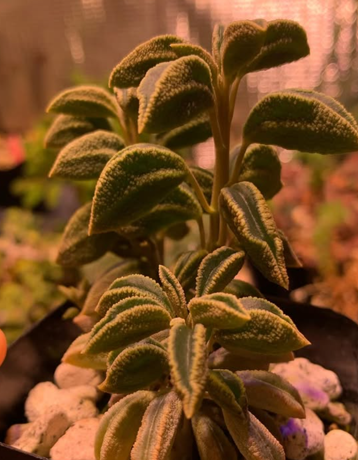 Peperomia sp. nov. WA 670 10 Pieces Seeds