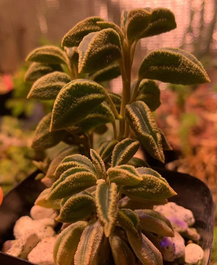 Peperomia sp. nov. WA 670 10 Pieces Seeds