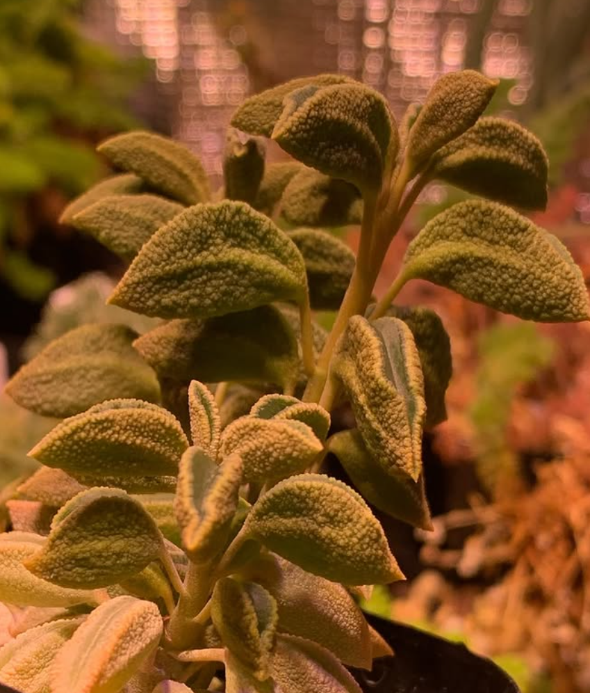 Peperomia sp. nov. WA 670 10 Pieces Seeds