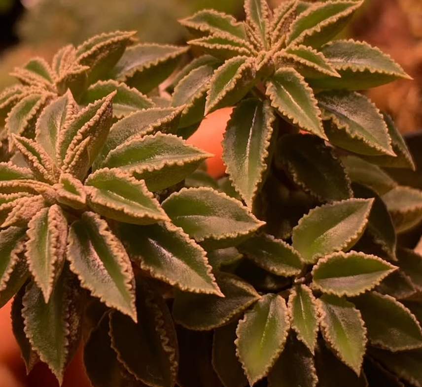 Peperomia wolfgang-krahnii 10 Pieces Seeds