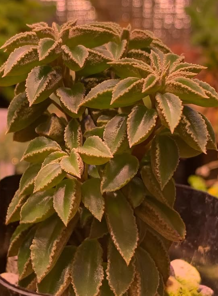 Peperomia wolfgang-krahnii 10 Pieces Seeds
