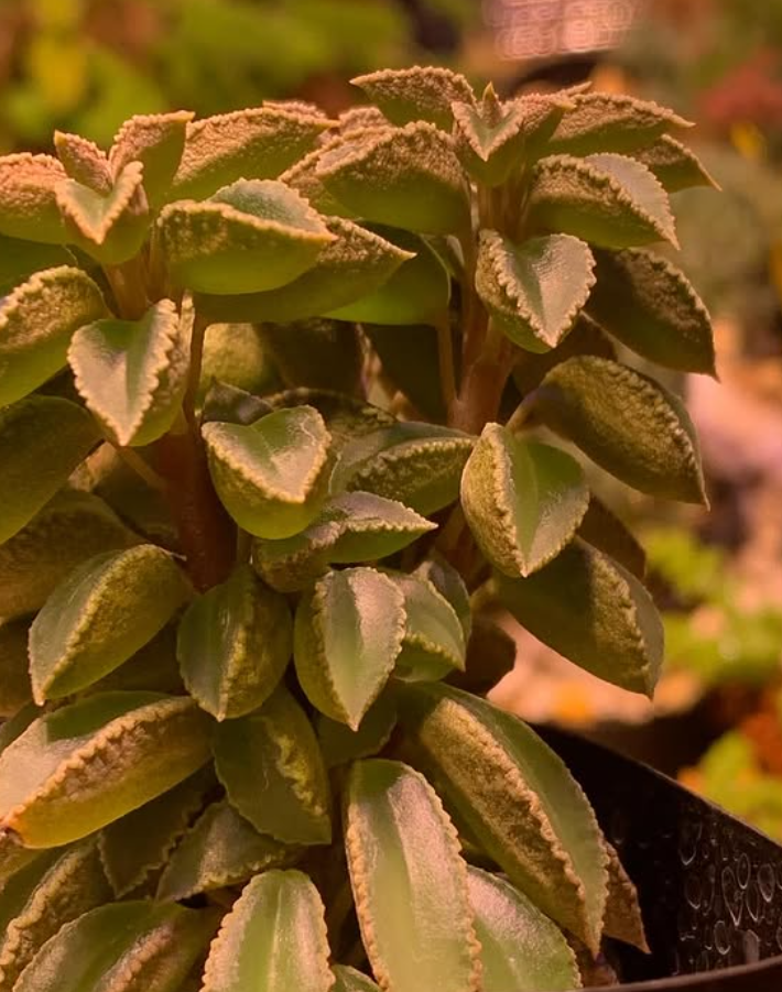 Peperomia wolfgang-krahnii 10 Pieces Seeds
