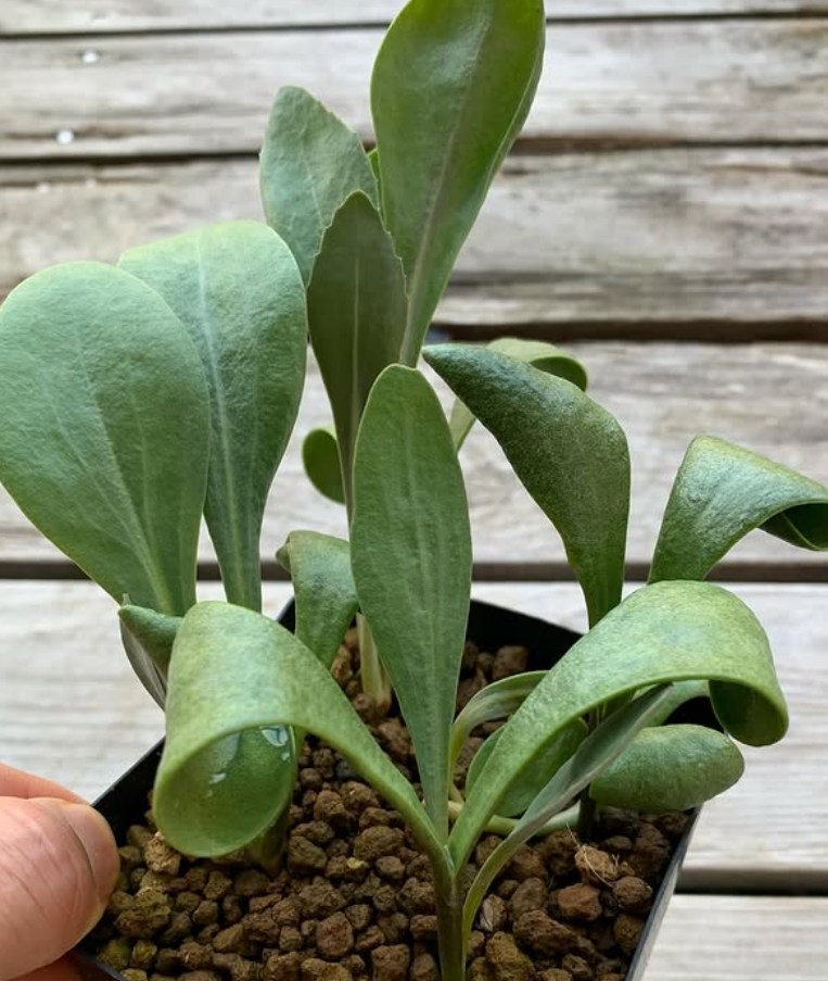 Othonna auriculifolia 5 Pieces Seeds