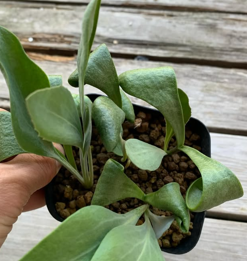 Othonna auriculifolia 5 Pieces Seeds
