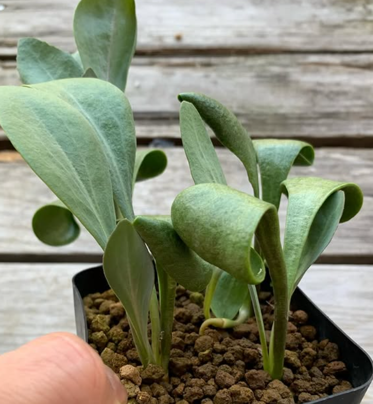 Othonna auriculifolia 5 Pieces Seeds