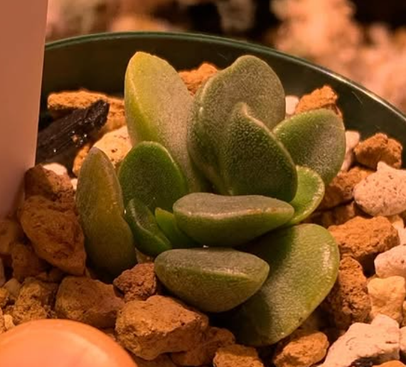 Adromischus hallii 10 Pieces Seeds
