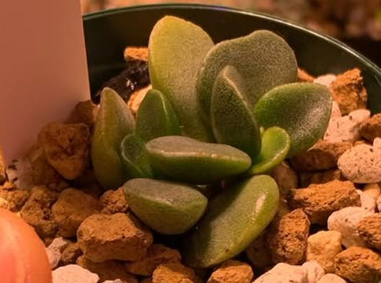 Adromischus hallii 10 Pieces Seeds