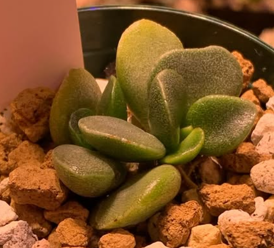 Adromischus hallii 10 Pieces Seeds