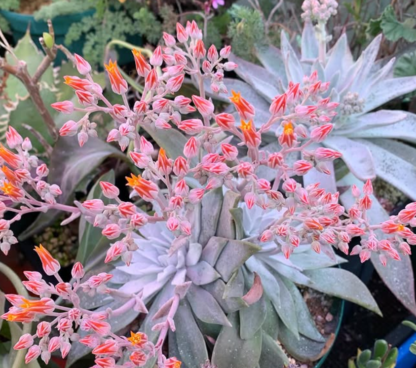 Dudleya cymosa 10 Pieces Seeds