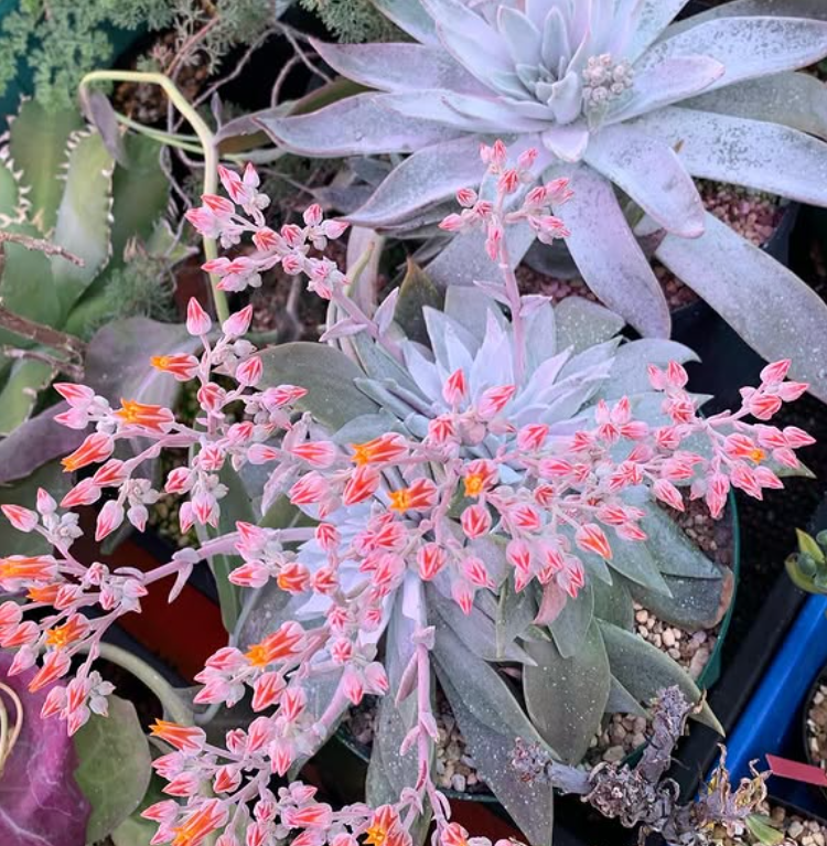 Dudleya cymosa 10 Pieces Seeds