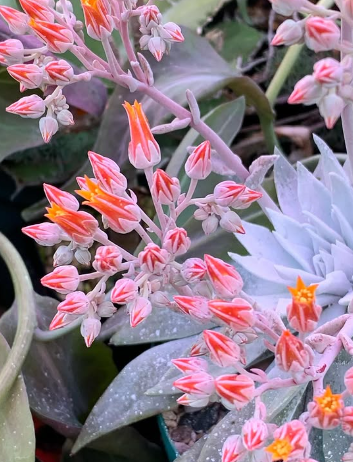 Dudleya cymosa 10 Pieces Seeds