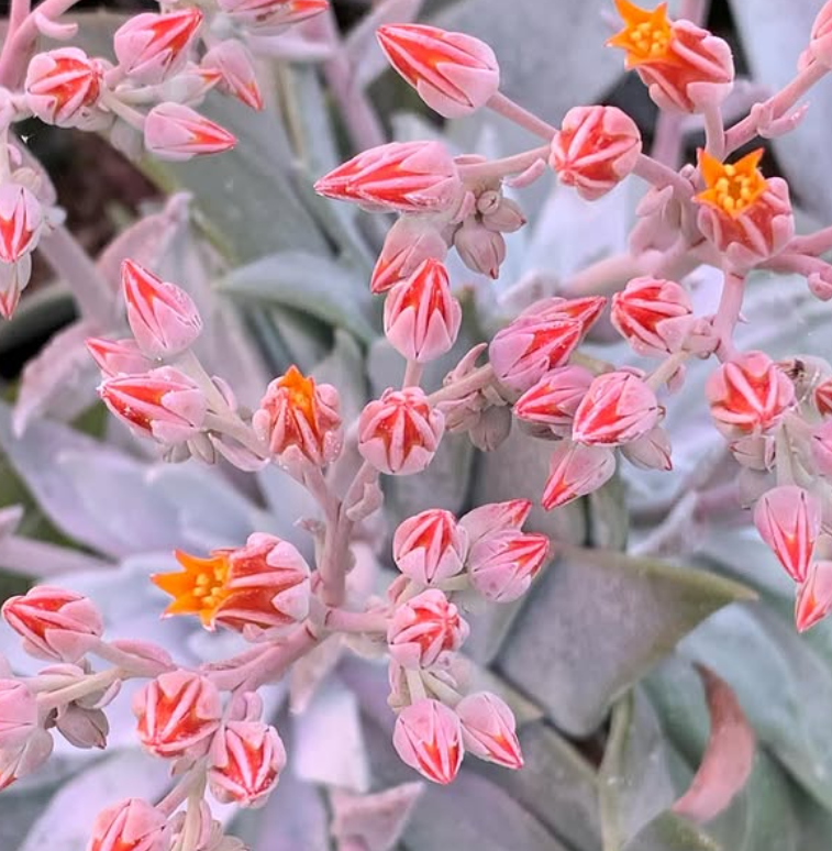 Dudleya cymosa 10 Pieces Seeds