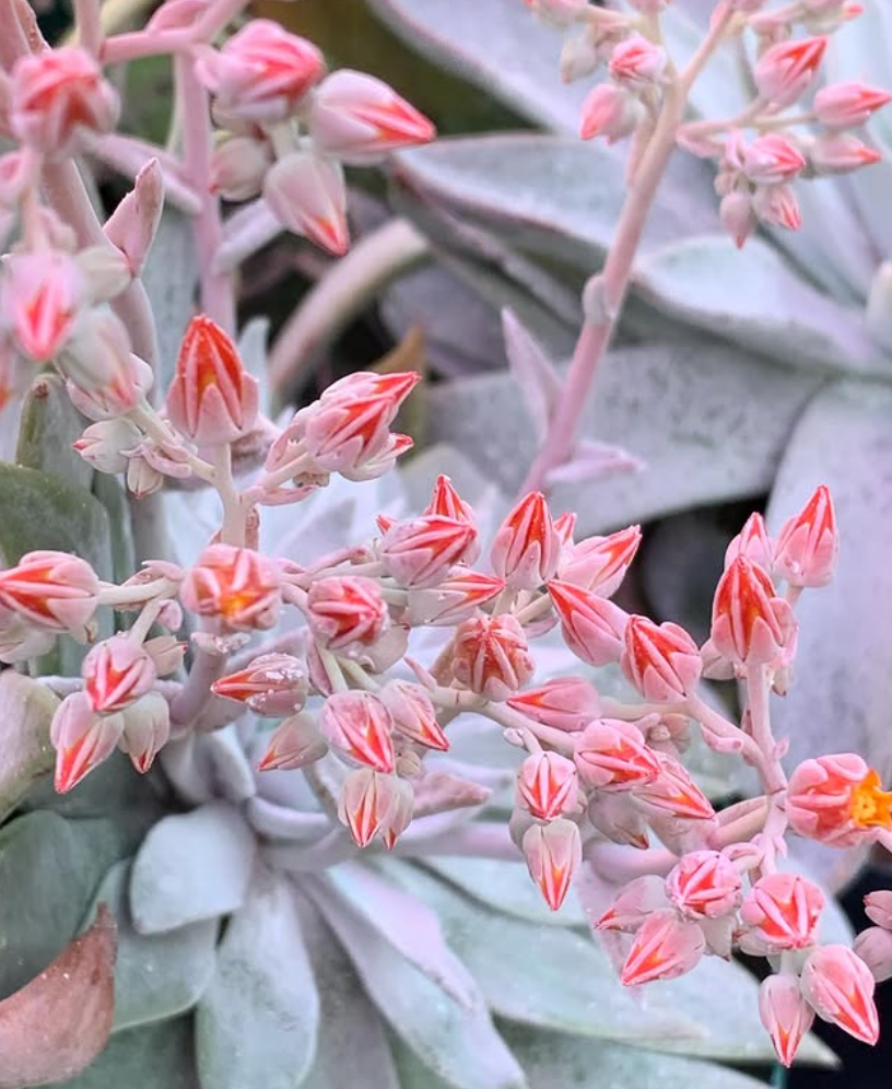 Dudleya cymosa 10 Pieces Seeds