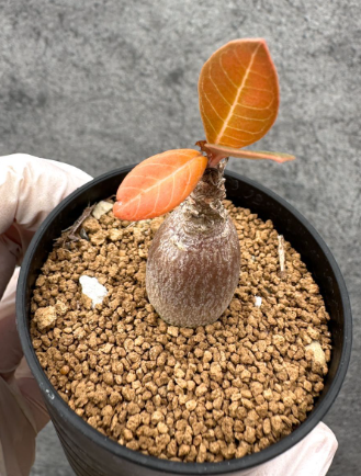 Adenium socotranum 8 Pieces Seeds