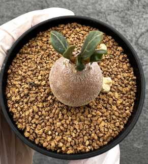 Adenium socotranum 8 Pieces Seeds