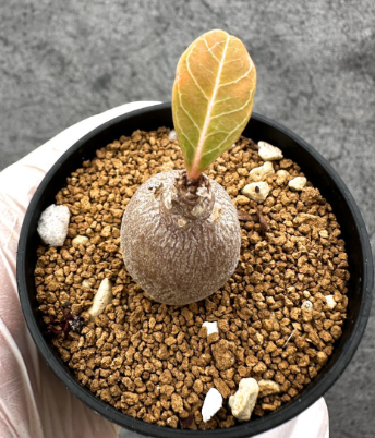 Adenium socotranum 8 Pieces Seeds