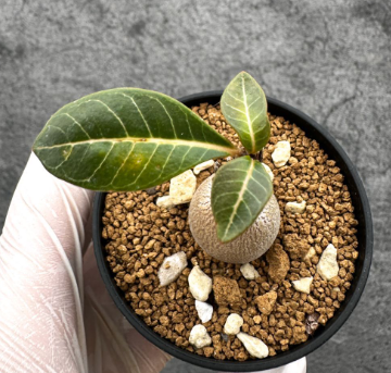 Adenium socotranum 8 Pieces Seeds