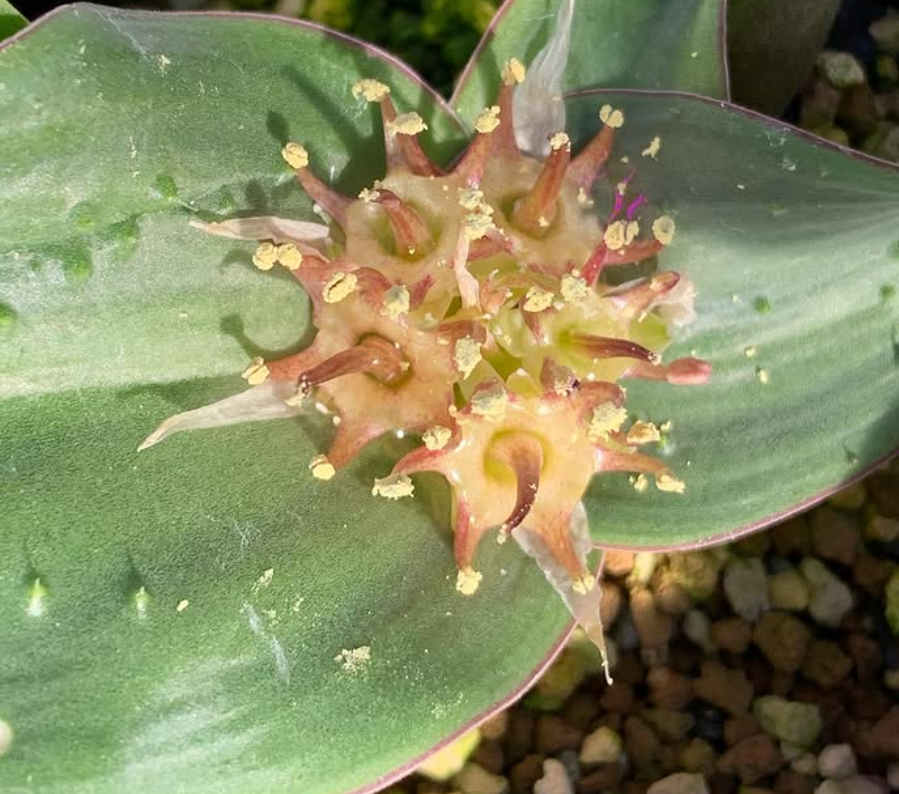 Massonia thunbergiana 5 Pieces Seeds