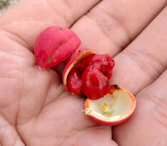 Adenia Repanda 5 Pieces Seeds