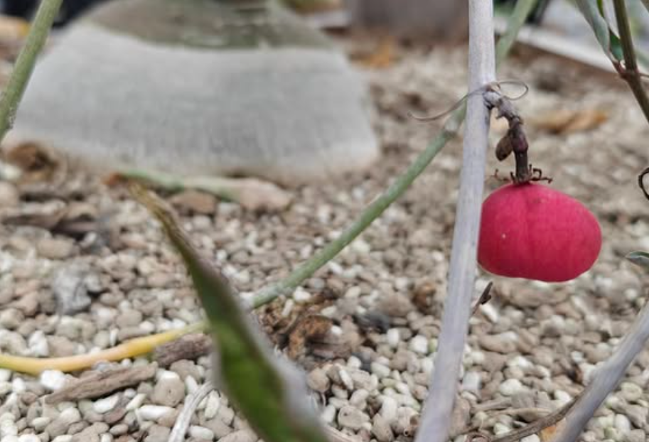 Adenia Repanda 5 Pieces Seeds